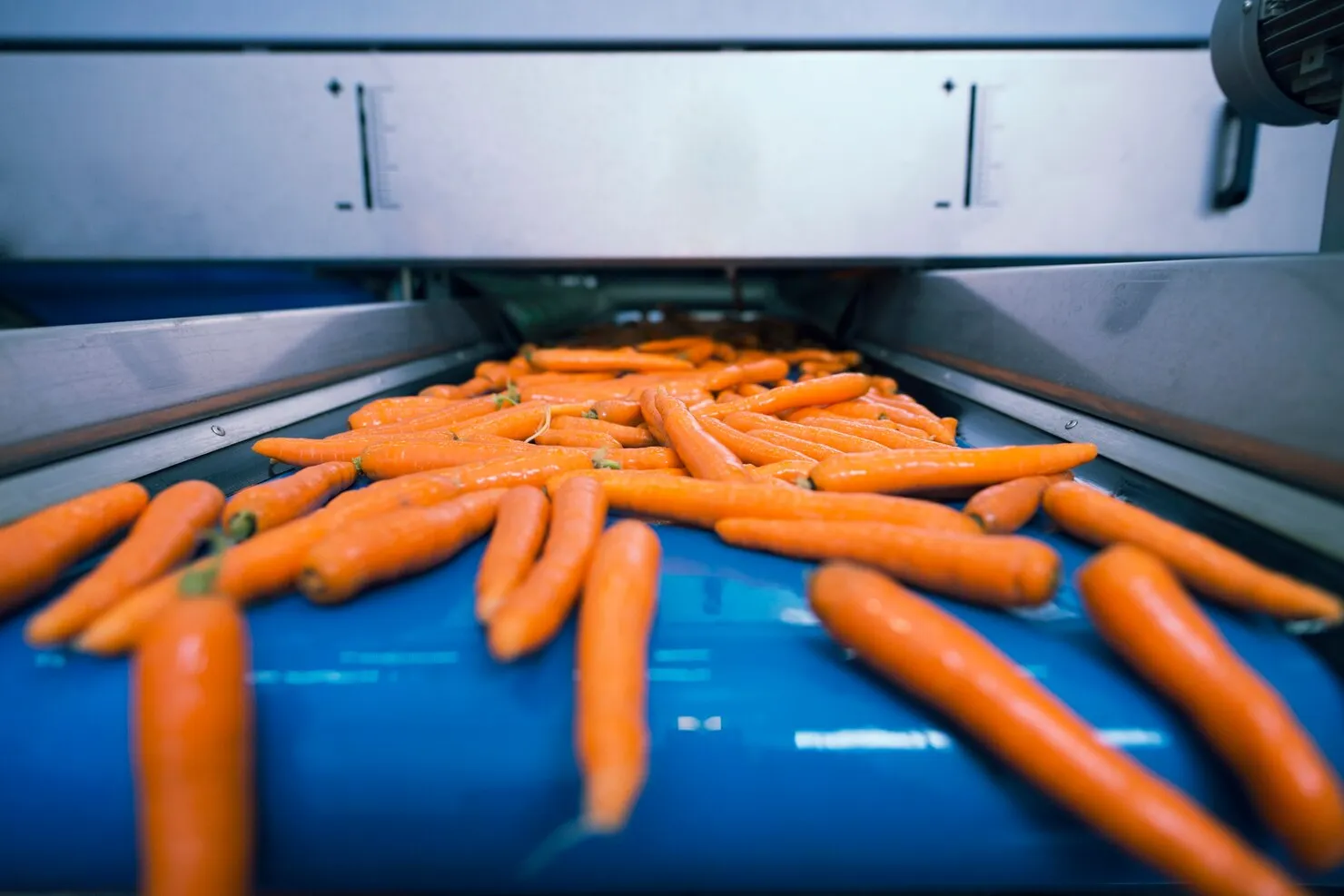 Food Conveyor Belt Supplier